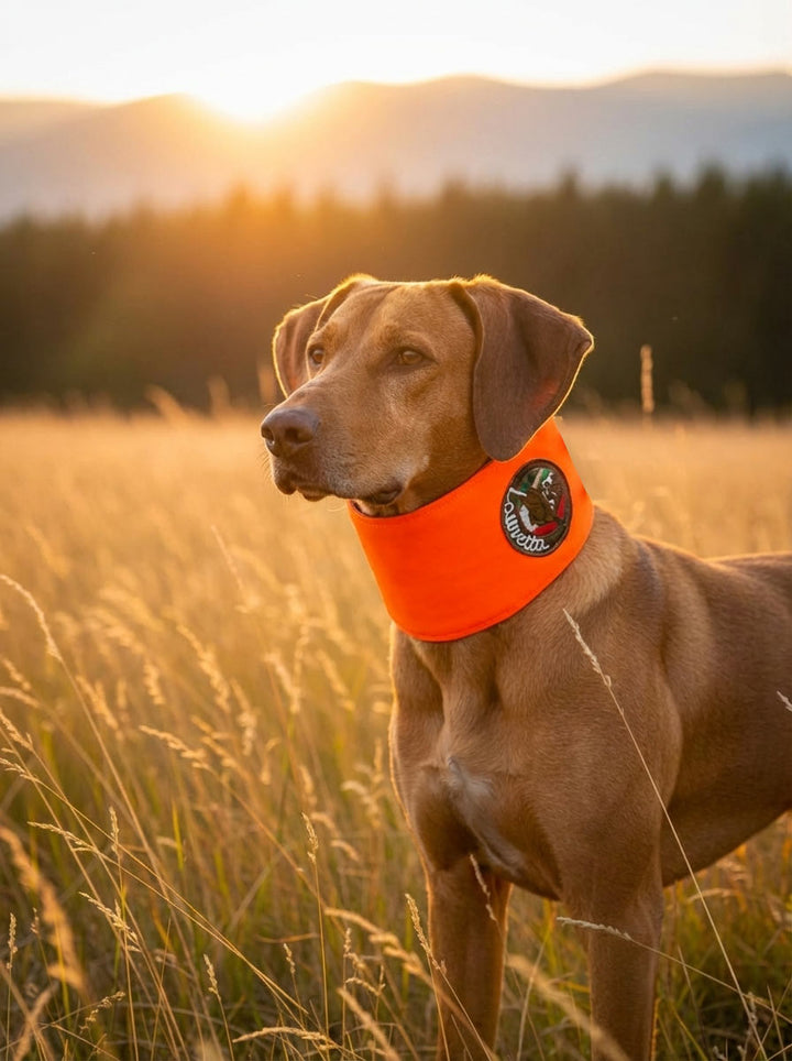Collari antizanna per cani