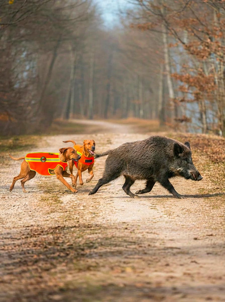 Giubbetti anticinghiali per cani
